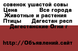 совенок ушастой совы › Цена ­ 5 000 - Все города Животные и растения » Птицы   . Дагестан респ.,Дагестанские Огни г.